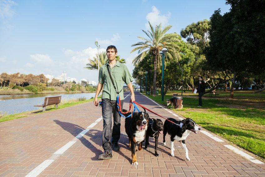 Dogwalker mit mehreren Hunden