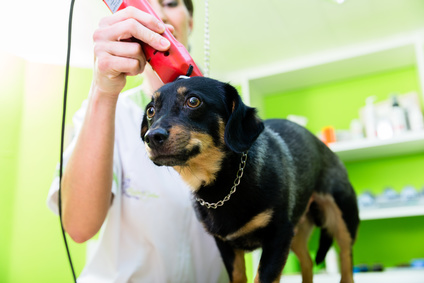 Frau mit Kehrmaschine im Hundesalon