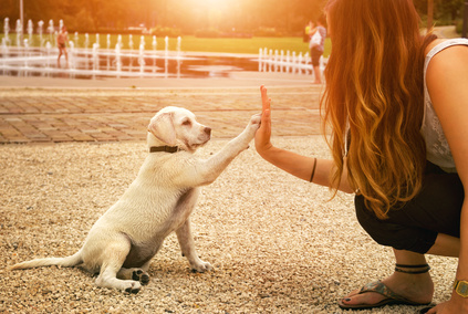 Hundetrainer