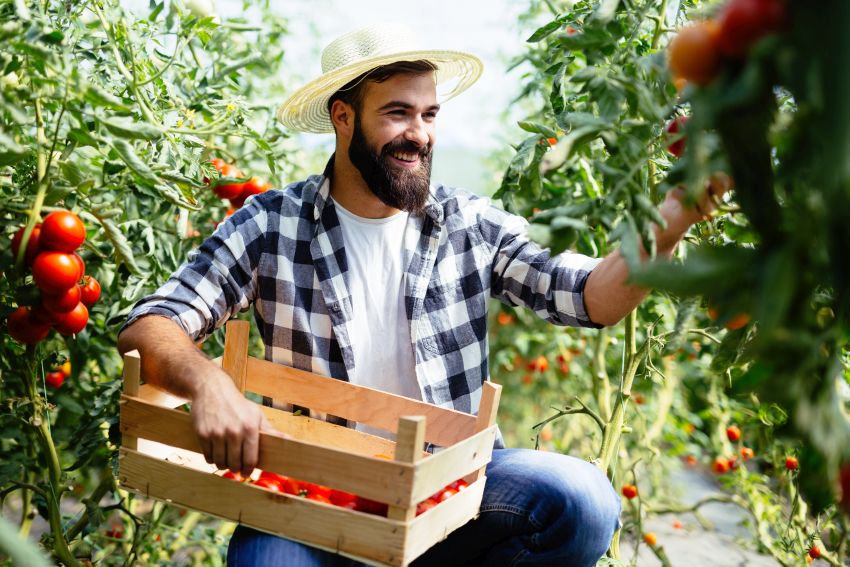 Obstbauer pflückt und kontrolliert Tomaten