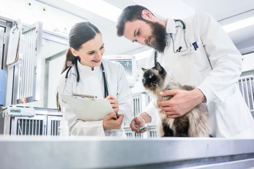 Tierarzt behandelt Katze