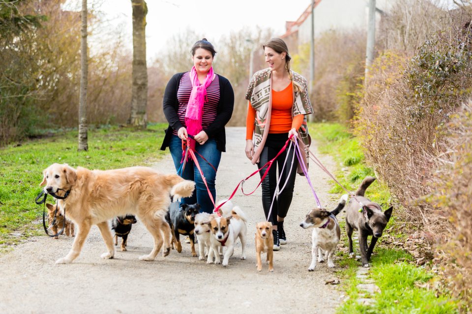 Frauen gehen mit Hunden gassi