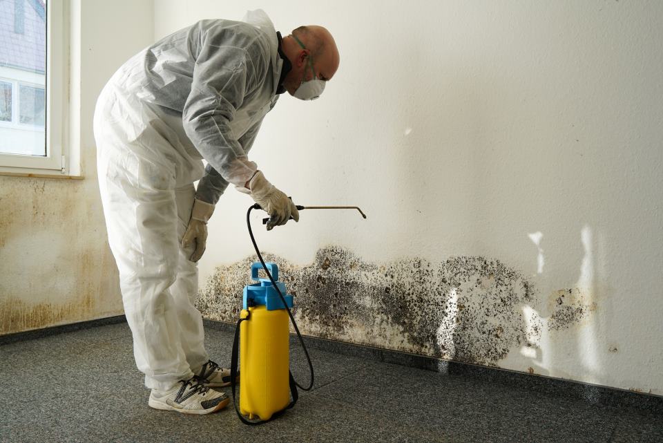 Handwerker bei der Behandlung von Schimmel an Wand